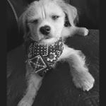 Profile Picture of finniebobo (@finniebobo) on Instagram