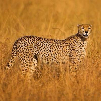 Profile Picture of Bob Fender (@BOBFENDER) on Twitter
