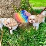 Profile Picture of Jimmy Bogle (@rocco_max_me) on Instagram