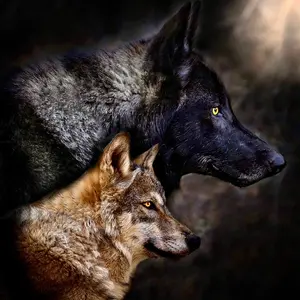 Profile Picture of Faelen & Maeve Wolfdogs (@runningwithwolfdogs) on Tiktok