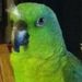 Profile Picture of Robin Chavez (@taylorb72) on Pinterest
