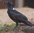 Profile Picture of White-necked raven - Wikipediaon Wikipedia