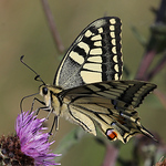 Profile Picture of David Barnes (@barnsey - alias spig) on Flickr