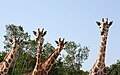Profile Picture of Naples Zoo - Wikipedia, the free encyclopediaon Wikipedia
