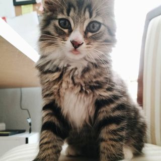 Profile Picture of Gunter 🇳🇴🌳🐈 (@gunterskogkatt) on Instagram