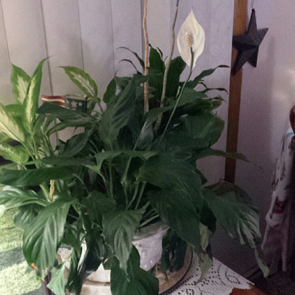 Profile Picture of Diane Pittinger (@dipitt0608) on Poshmark