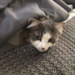 Profile Picture of Brandon (@bradmuller89) on Instagram