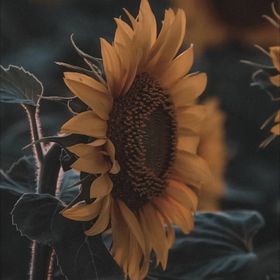 Profile Picture of Tiffany Gomez (@morena08) on Pinterest