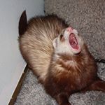 Profile Picture of Mike Yagoobian (@haileys.spaaam) on Instagram