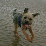 Profile Picture of Brian Shackleton (@bess_the_border) on Instagram