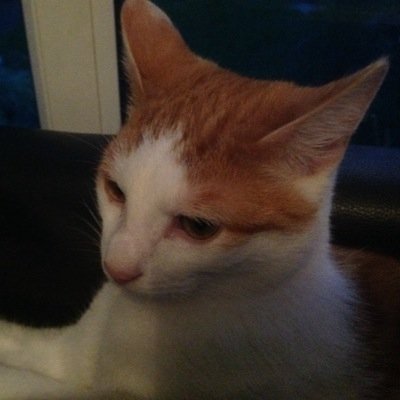 Profile Picture of Forest Moore (@fozzy426) on Twitter