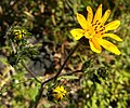 Profile Picture of Simsia amplexicaulison Wikipedia