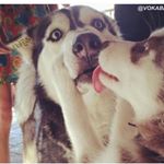 Profile Picture of Jacob Bennett (@herhuskypuppy) on Instagram