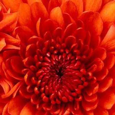 Profile Picture of ARTISA IVY LOFTON (@ARTISAIVYLOFTO2) on Twitter