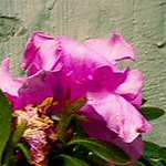 Profile Picture of Carlos Cadiz (@charly cs) on Flickr