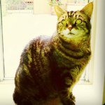 Carlissa - Instagram Profile Picture of Carlissa (@chandi) on Instagram