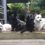 Profile Picture of Jules (@lilliebob) on Instagram