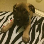 Profile Picture of Gatsby Scott McKibben (@gatsby.the.great) on Instagram