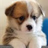 Profile Picture of Isla Schmidt (@isla-schmidt-2) on Quora