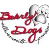 Profile Picture of Beverly dogs 🐶 (@beverly.dogs) on Tiktok