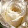 Profile Picture of Nancy Durga Perrier (@nancydurga) on Pinterest