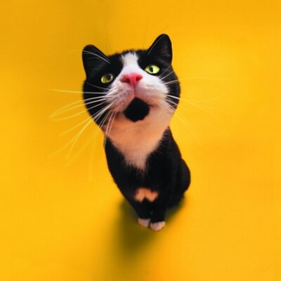 Profile Picture of Abigail Williams (@@MsRollerCoaster) on Twitter