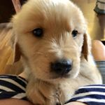 Profile Picture of Bennett the Golden (@beloved_benny) on Instagram