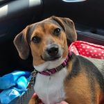 Profile Picture of Debbie Greeley Maffeo (@dmaff4) on Instagram