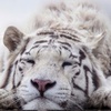 Profile Picture of Todd james (@toodles.82) on Tiktok