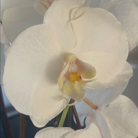 Profile Picture of Lauren Fritzinger (@lauren_f2) on Poshmark