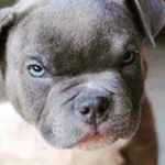 Profile Picture of Thomas Koenigs (@tommykoenigs) on Instagram