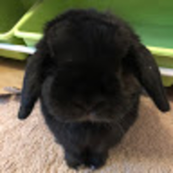 Profile Picture of Jennifer Fischer blenis (@jfischerblenis) on Poshmark