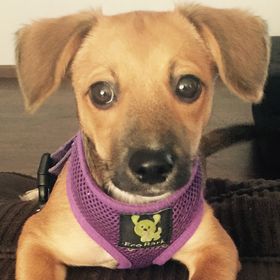 Profile Picture of Amanda LeFaure (@alefaure) on Pinterest