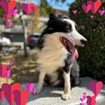Profile Picture of Dogger Last (@doggerlast47) on Instagram