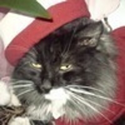 Profile Picture of Cora Lawson (@byrd_cora) on Twitter
