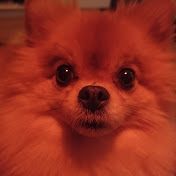 Profile Picture of Peppi Eggdog🐶 (@Peppinomnom) on Youtube