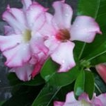 Profile Picture of Geraldine Collado (@geraldine.collado.33) on Instagram