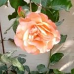 Profile Picture of Amber Kamran Khaliq (@amberkamrankhaliq) on Instagram