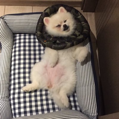 Profile Picture of Hoi Ching Leung (@HoiChingLeung3) on Twitter