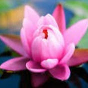 Profile Picture of Rashmi Venkatesh (@rashmuify) on Youtube