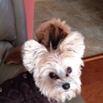 Profile Picture of Tracy Szymanski (@tszymanski_3820) on Instagram