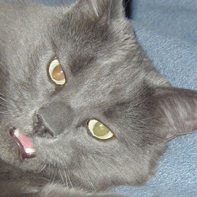 Profile Picture of Daniel Hazlett (@teh_expert) on Twitter