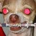 Profile Picture of Collin Ingram (@collin190855) on Pinterest