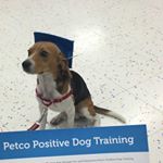 Profile Picture of Benjamin The Beagle (@bencito_the_beagle) on Instagram