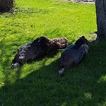 Profile Picture of cody____rudolph___14 (@cody____rudolph___14) on Instagram