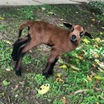 Profile Picture of Edward Lambert...The Lamb❤️ (@edward.lambert_) on Instagram