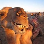 Profile Picture of James Dunstan (@captain_camil) on Instagram