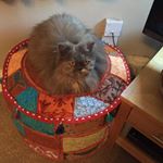 Profile Picture of Lorriette Maloney (@maloneylorriette) on Instagram
