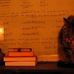 Profile Picture of James Bisinger (Emily's Cat) (@james.bisinger) on Facebook