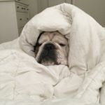 Profile Picture of Drew Black (@spitfire52mm) on Instagram